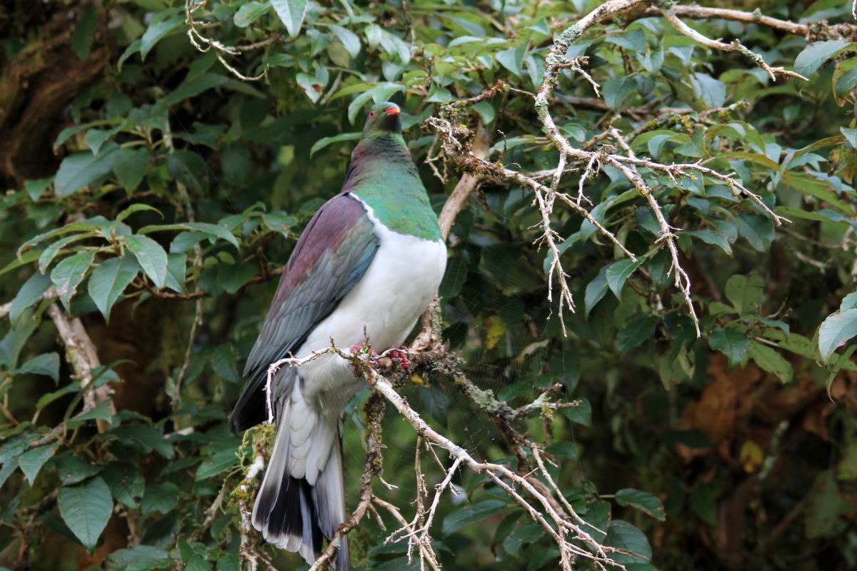 New Zealand Pigeon (Hemiphaga novaeseelandiae), Te Anau Milford Highway, New Zealand, 2014-03-06 New Zealand Pigeon (Hemiphaga novaeseelandiae)